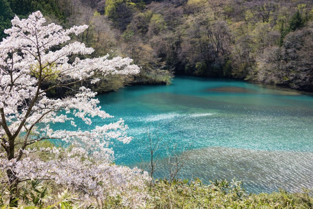 Sakura and Lake